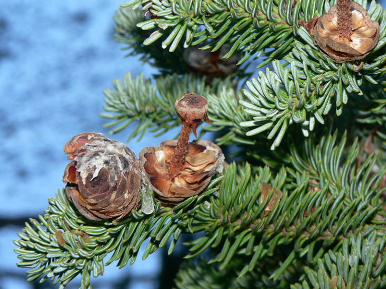 Abies lasiocarpa zerfallendeZapfen