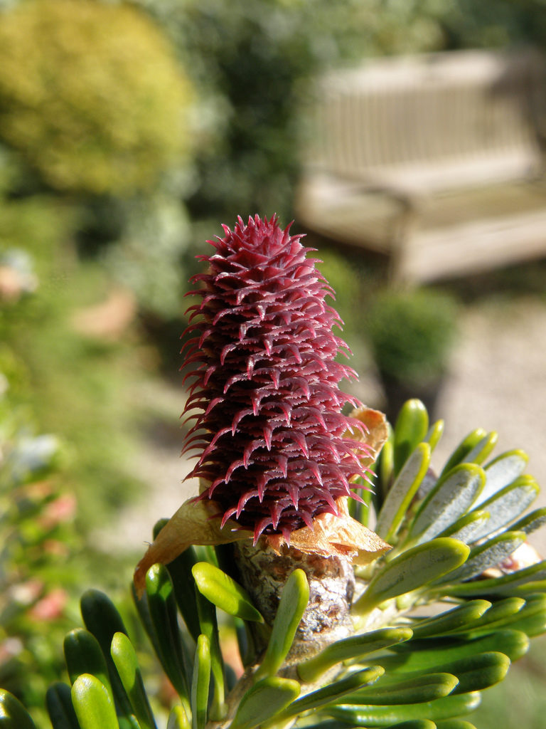 Abies koreana weiblicher Zapfen