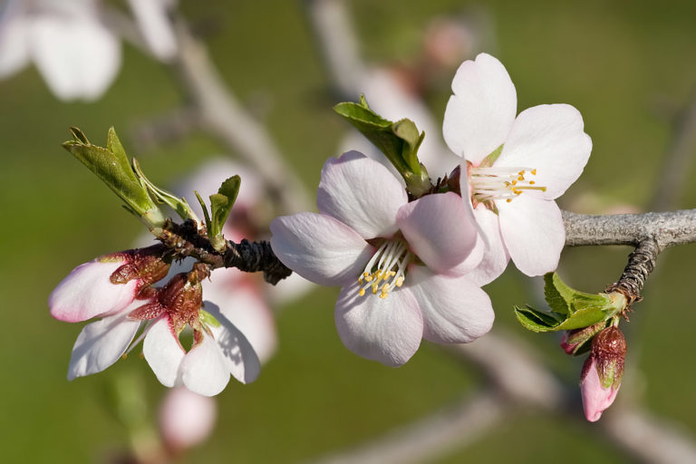 Blüte des Mandelbaums