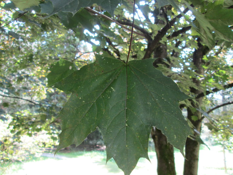 Schattenblatt des Blut-Ahorn im Arboretum