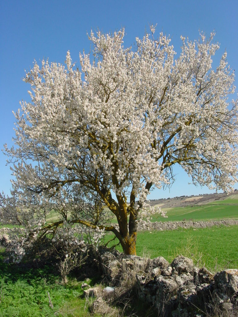 Blühender Mandelbaum