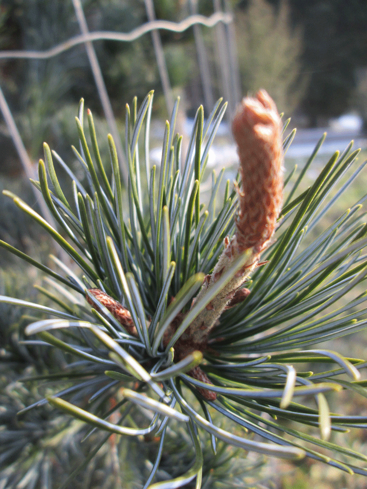 Pinus mugo mughus Trieb