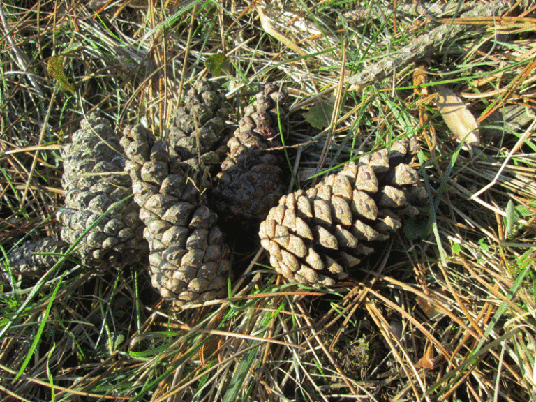 Pinus sylvestris Zapfen