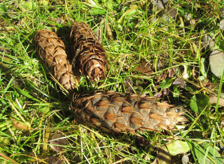 Pseudotsuga menziesii Zapfen