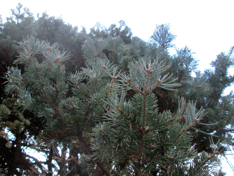 Abies lasiocarpa Zweige und Nadeln