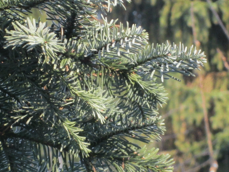 Zweige der Silber-Tanne im Arboretum