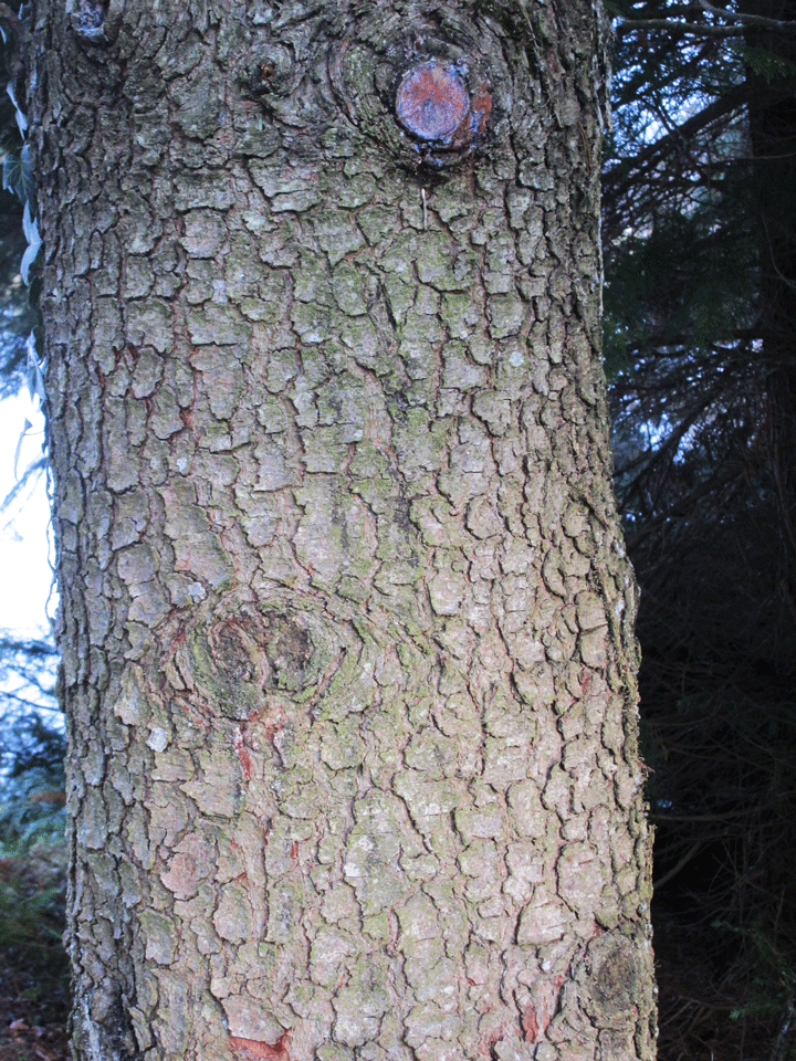 Pinus leucodermis Rinde