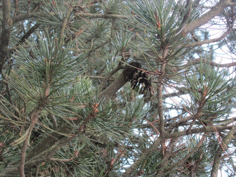 Pinus leucodermis Nadeln und Zapfen