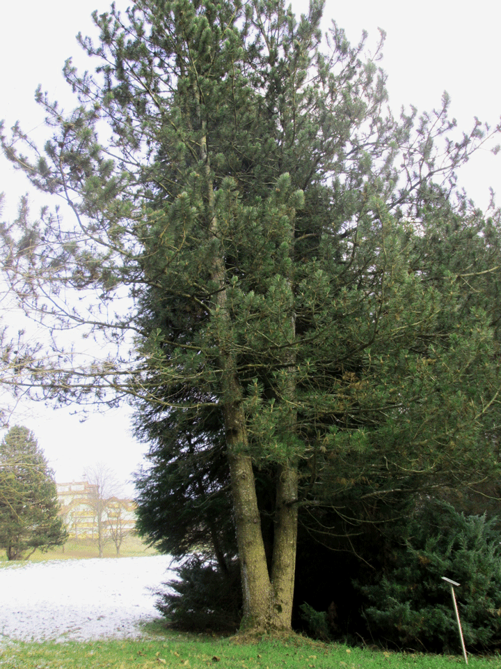 Pinus leucodermis im Arboretum