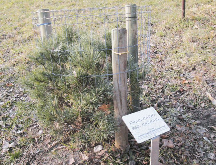 Pinus mugo mughus Jungpflanzung im Arboretum