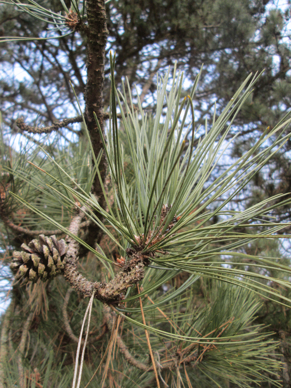 Pinus nigra Zapfen