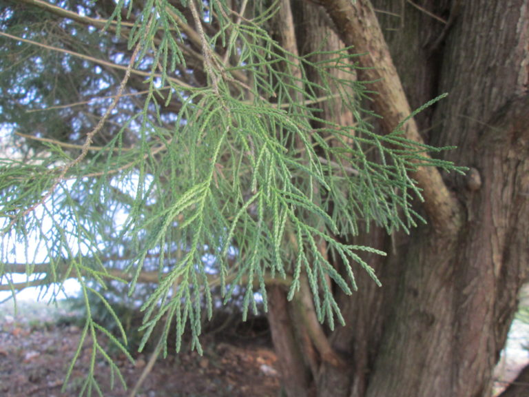 Chamaecyparis lawsoniana Zweige