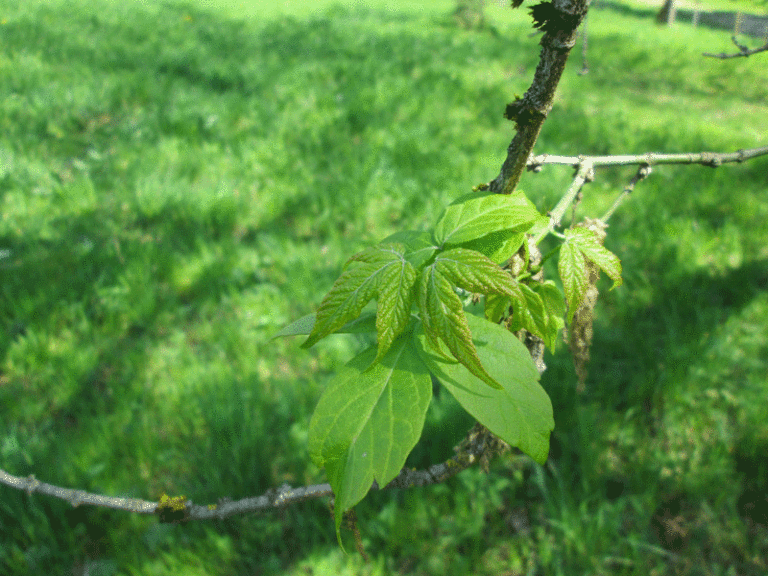 Acer negundo Jungblaetter