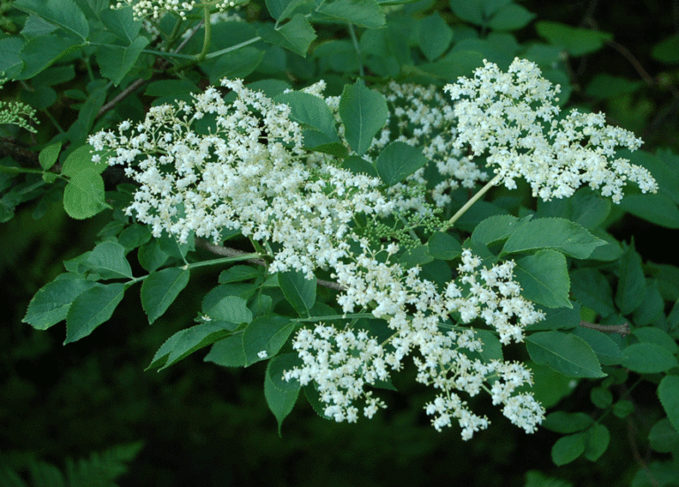 Sambucus nigra Blüte