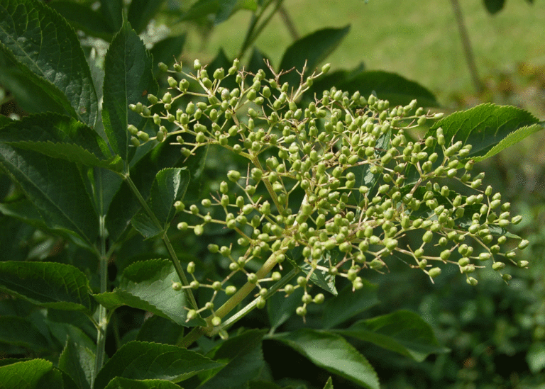 Sambucus nigra Fruchstände