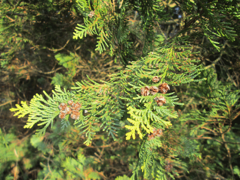 Zapfen von Chamaecyparis lawsoniana Golden Wonder