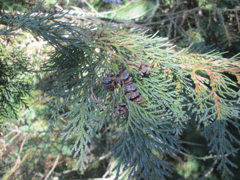 Blätter und Zapfen von Chamaecyparis lawsoniana Columnaris Glauca