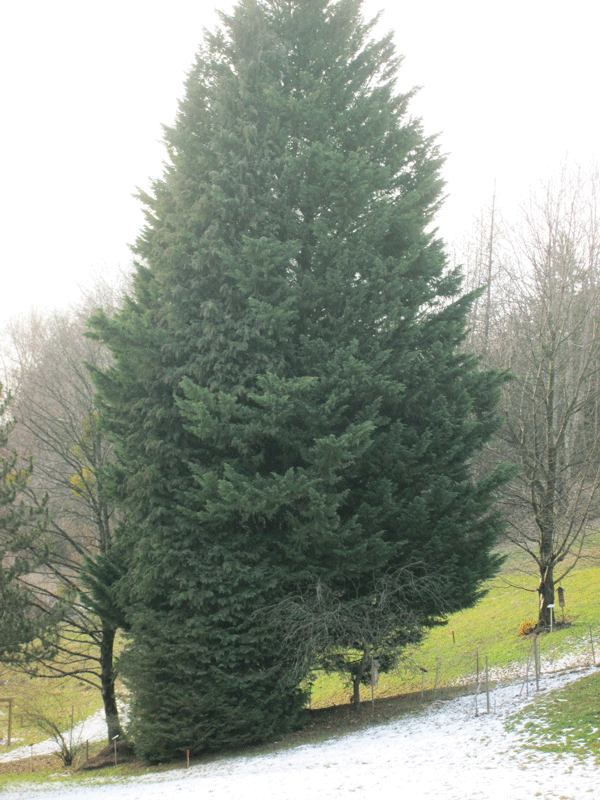Chamaecyparis lawsoniana im Arboretum mit Zweitbaum an der Rückseite