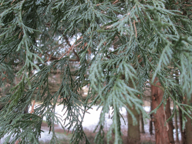 Chamaecyparis pisifera Filifera Zweige