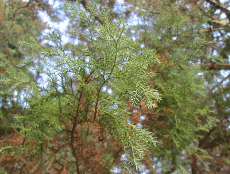 Chamaecyparis pisifera Nadeln