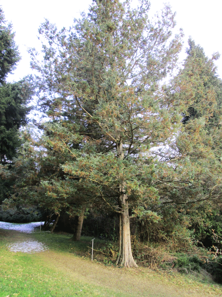Chamaecyparis pisifera im Arboretum