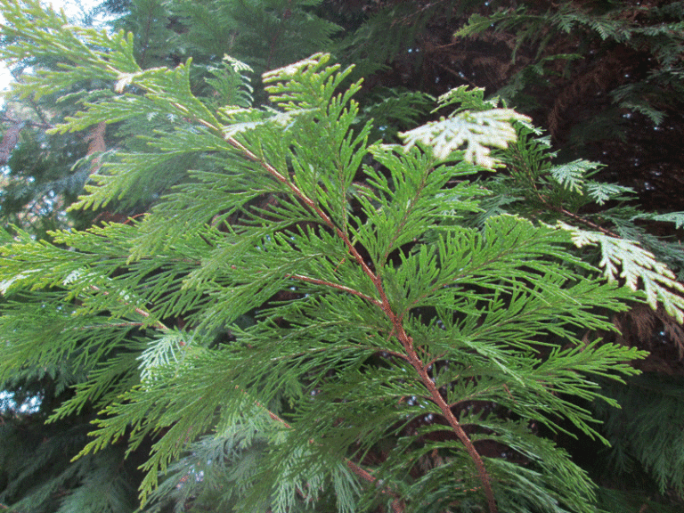 Zweig von Chamaecyparis lawsoniana Lane im Arboretum