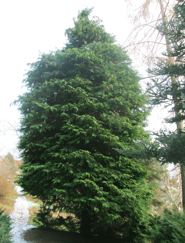 Eine Chamaecyparis lawsoniana Lane im Arboretum