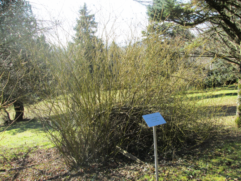 Cornus stolonifera Flaviramea im Arboretum