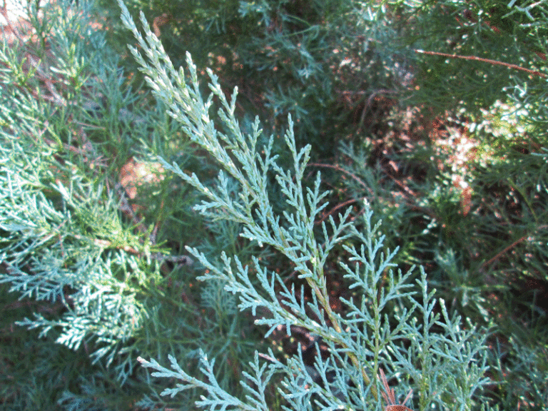 Juniperus chinensis-Blaauw Nadeln