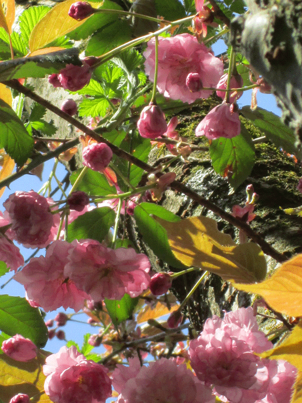 Prunus serrulata Kanzan Blueten