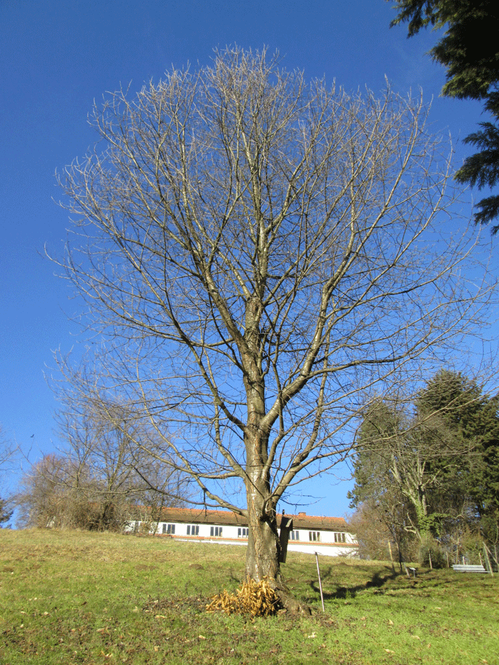 Prunus avium im Wildobstgarten des Arboretums