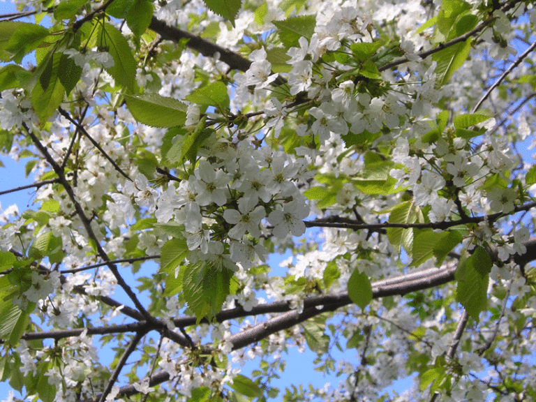 Prunus avium Blüten