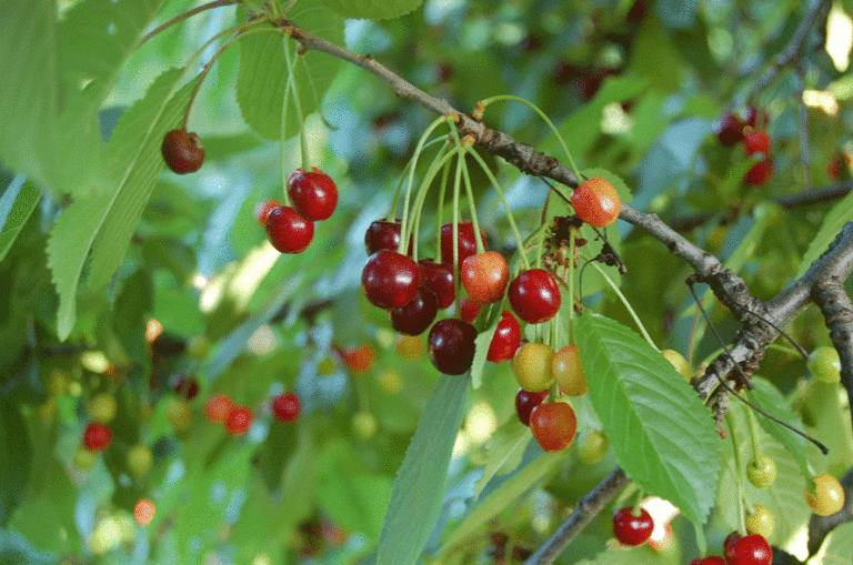 Prunus avium Früchte