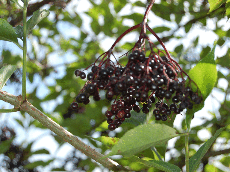 Sambucus nigra Beeren